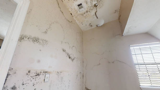 Best Comprehensive Air Testing for Mold Contaminants  in Glasco, NY