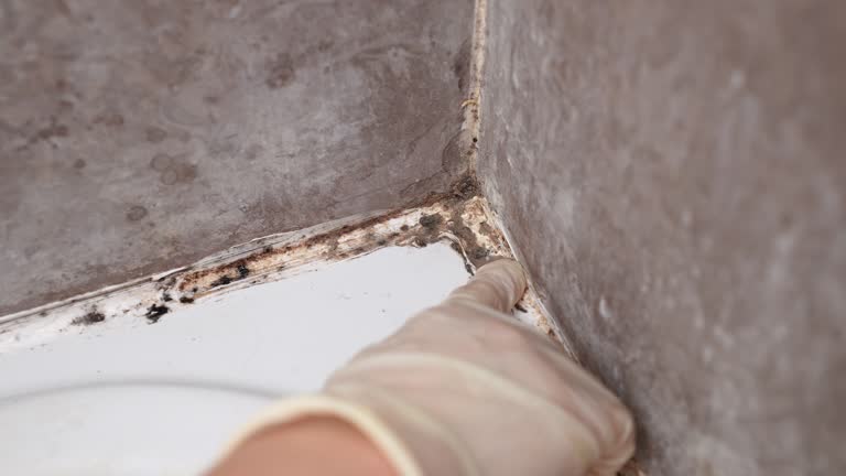 Best Mold-Related Health Consultation  in Glasco, NY